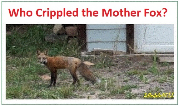 fox-crippled-felony-animal-abuse.jpg